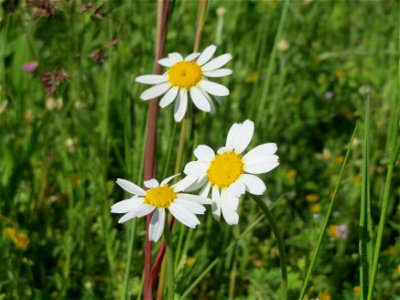 Wiesen-Margeriten (Leucanthemum vulgare) in Hockenheim