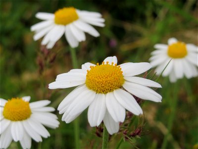 Wiesen-Margeriten (Leucanthemum vulgare) in Hockenheim-Talhaus