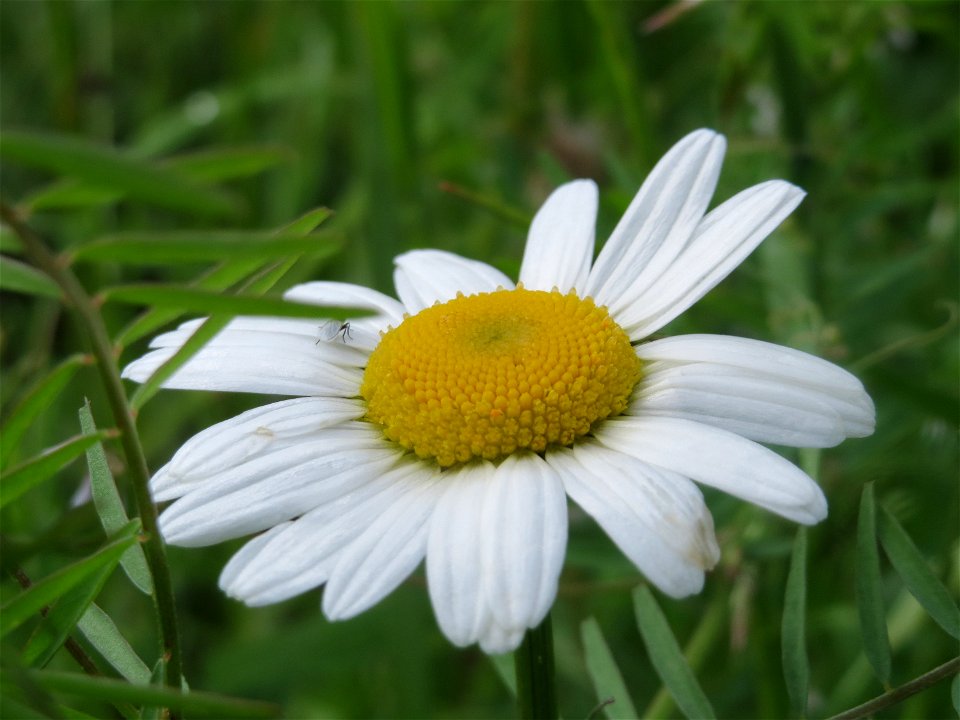 Wiesen-Margeriten (Leucanthemum vulgare) im Landschaftsschutzgebiet „Hockenheimer Rheinbogen“