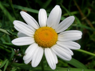 Wiesen-Margeriten (Leucanthemum vulgare) im Landschaftsschutzgebiet „Hockenheimer Rheinbogen“