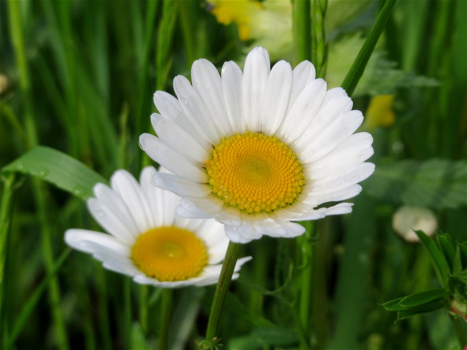 Wiesen-Margeriten (Leucanthemum vulgare) im Landschaftsschutzgebiet „Hockenheimer Rheinbogen“