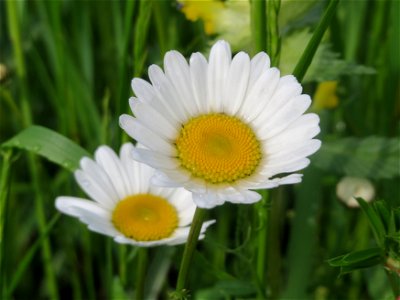 Wiesen-Margeriten (Leucanthemum vulgare) im Landschaftsschutzgebiet „Hockenheimer Rheinbogen“