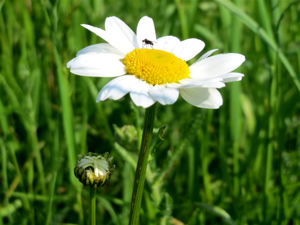 Wiesen-Margeriten (Leucanthemum vulgare) im Naturschutzgebiet „Bachwiesen/Leopoldswiesen“ im Landschaftsschutzgebiet „Hockenheimer Rheinbogen“