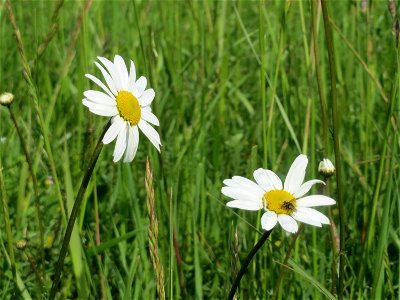 Wiesen-Margeriten (Leucanthemum vulgare) im Naturschutzgebiet „Bachwiesen/Leopoldswiesen“ im Landschaftsschutzgebiet „Hockenheimer Rheinbogen“