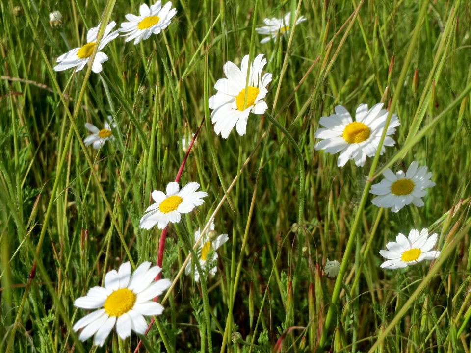 Wiesen-Margeriten (Leucanthemum vulgare) an der Lußheimer Straße in Hockenheim