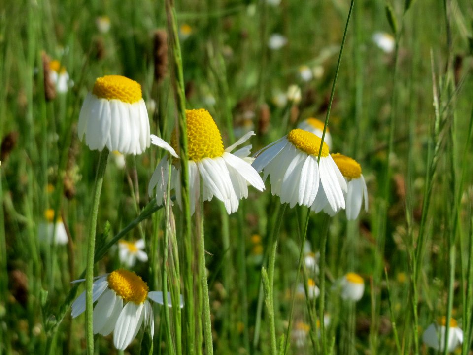 Wiesen-Margeriten (Leucanthemum vulgare) in Hockenheim
