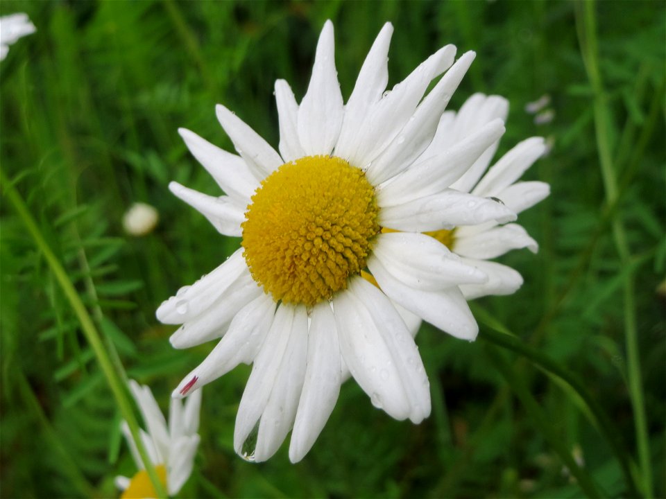 Wiesen-Margerite (Leucanthemum vulgare) in Güdingen