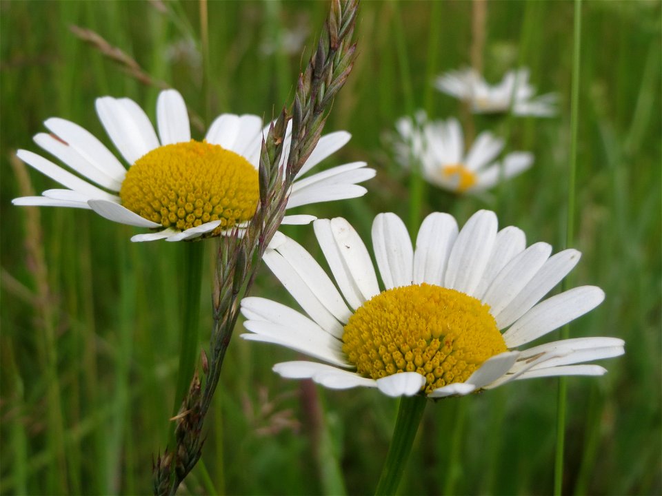 Wiesen-Margerite (Leucanthemum vulgare) bei Oftersheim