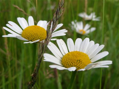 Wiesen-Margerite (Leucanthemum vulgare) bei Oftersheim