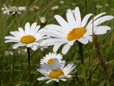 Wiesen-Margerite (Leucanthemum vulgare) in den Horststückern im Landschaftsschutzgebiet Hockenheimer Rheinbogen