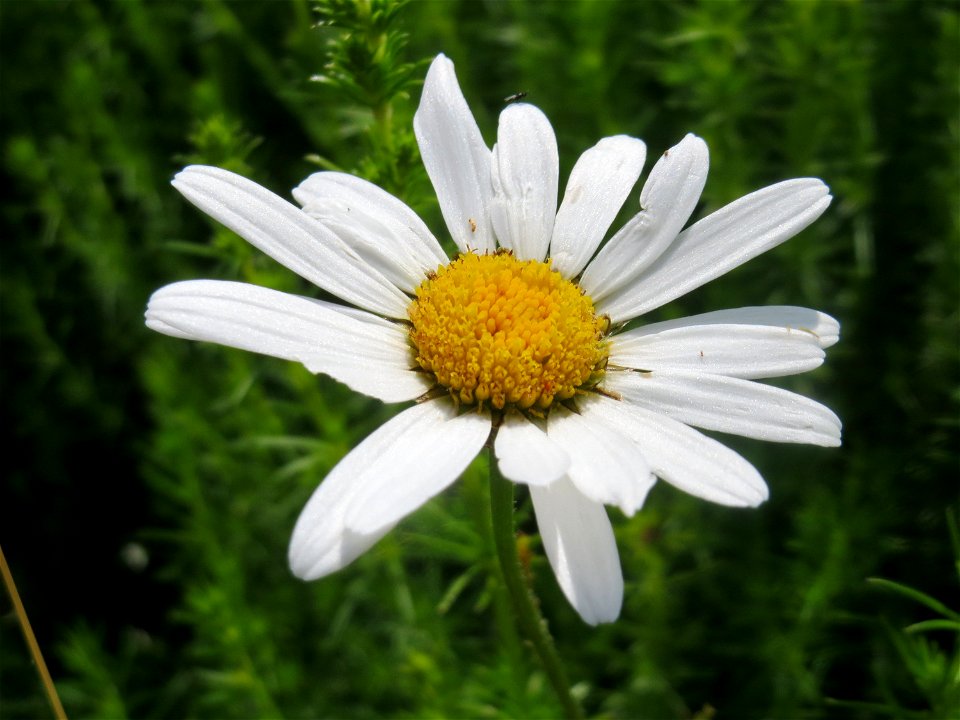 Wiesen-Margerite (Leucanthemum vulgare) in den Horststückern im Landschaftsschutzgebiet Hockenheimer Rheinbogen