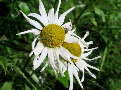 Wiesen-Margerite (Leucanthemum vulgare) an der Saar in Saarbrücken
