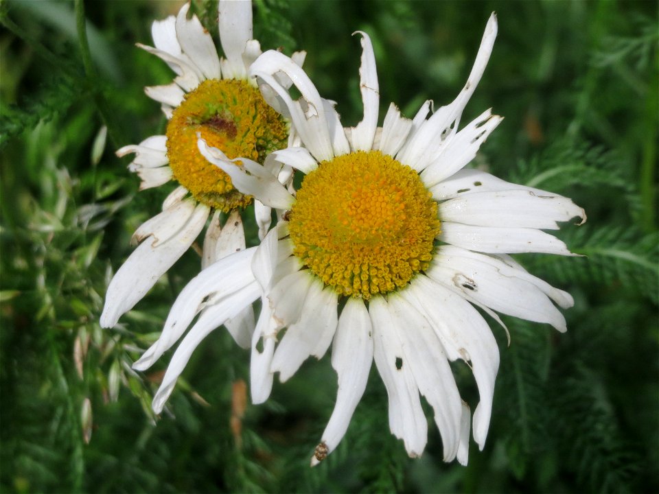 Wiesen-Margerite (Leucanthemum vulgare) an der Saar in Saarbrücken