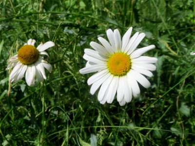 Wiesen-Margerite (Leucanthemum vulgare) an der Saar in Saarbrücken