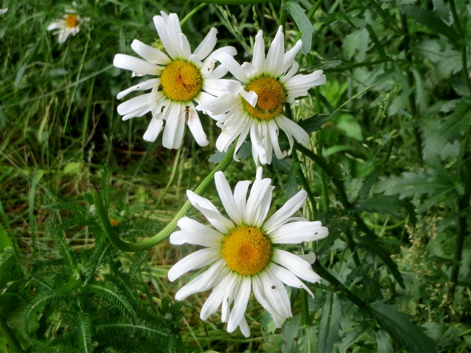 Wiesen-Margerite (Leucanthemum vulgare) an der Saar in Saarbrücken