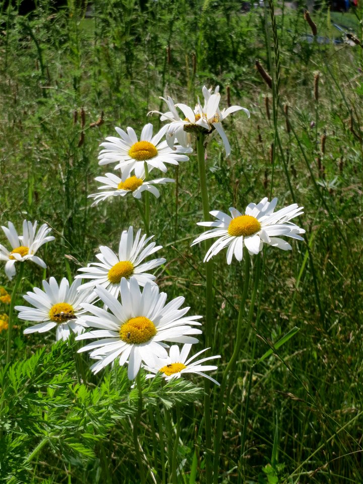 Wiesen-Margerite (Leucanthemum vulgare) am Osthafen in Saarbrücken