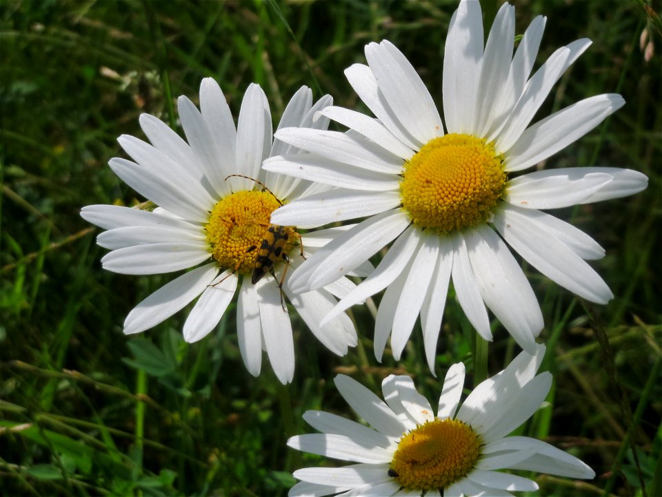 Wiesen-Margerite (Leucanthemum vulgare) am Osthafen in Saarbrücken