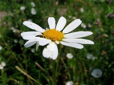 Wiesen-Margeriten (Leucanthemum vulgare) im Neuenheimer Feld in Heidelberg