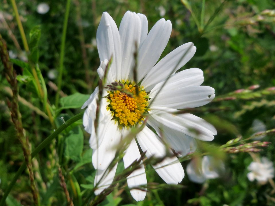 Wiesen-Margeriten (Leucanthemum vulgare) im Neuenheimer Feld in Heidelberg