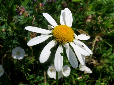 Wiesen-Margeriten (Leucanthemum vulgare) im Neuenheimer Feld in Heidelberg