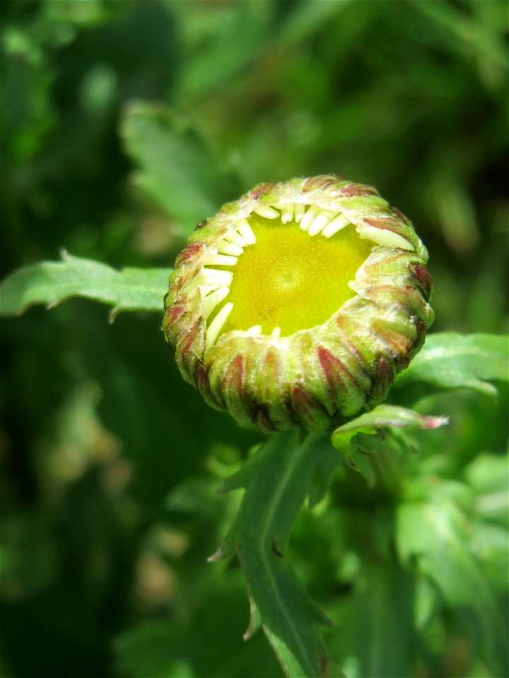 Wiesen-Margerite (Leucanthemum vulgare) am Osthafen Saarbrücken