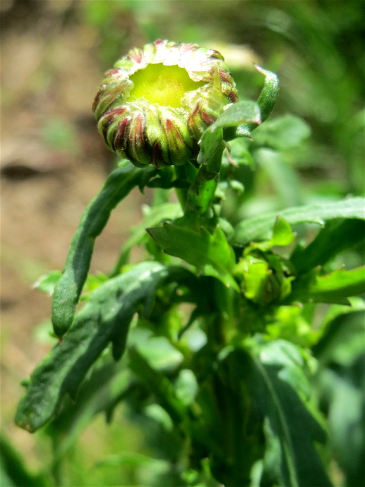 Wiesen-Margerite (Leucanthemum vulgare) am Osthafen Saarbrücken
