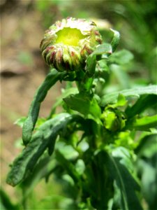 Wiesen-Margerite (Leucanthemum vulgare) am Osthafen Saarbrücken