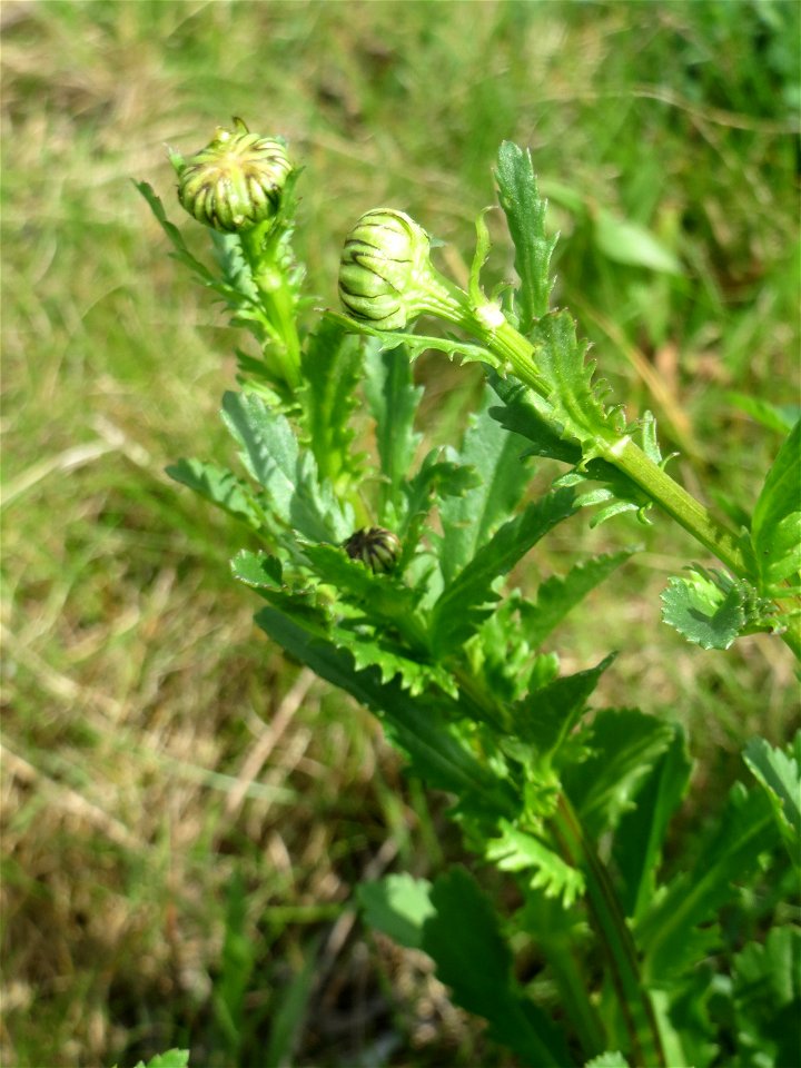 Knospende Wiesen-Margerite (Leucanthemum vulgare) am Osthafen Saarbrücken