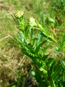Knospende Wiesen-Margerite (Leucanthemum vulgare) am Osthafen Saarbrücken