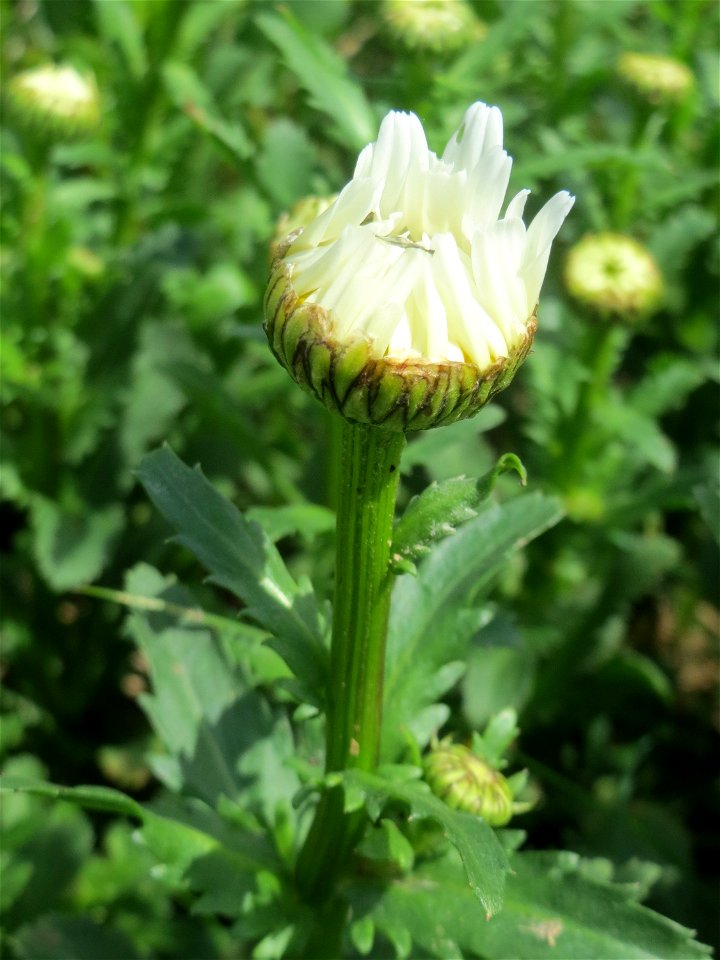 Knospende Wiesen-Margerite (Leucanthemum vulgare) am Osthafen Saarbrücken