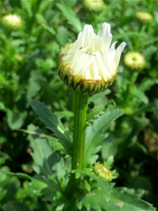Knospende Wiesen-Margerite (Leucanthemum vulgare) am Osthafen Saarbrücken