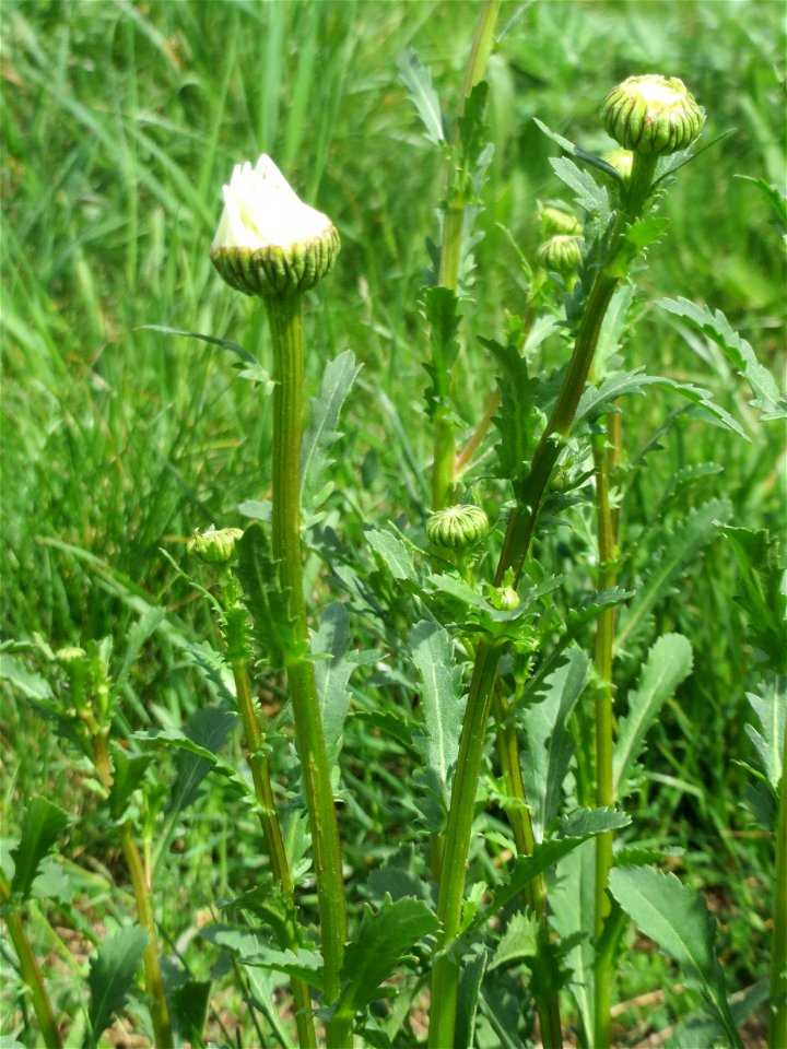 Knospende Wiesen-Margerite (Leucanthemum vulgare) am Osthafen Saarbrücken