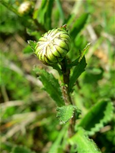 Blütenknospe der Wiesen-Margerite (Leucanthemum vulgare) in den Horststückern im Landschaftsschutzgebiet „Hockenheimer Rheinbogen“