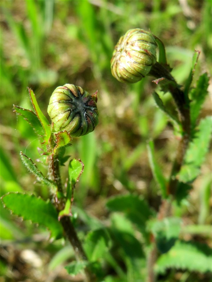 Blütenknospe der Wiesen-Margerite (Leucanthemum vulgare) in den Horststückern im Landschaftsschutzgebiet „Hockenheimer Rheinbogen“