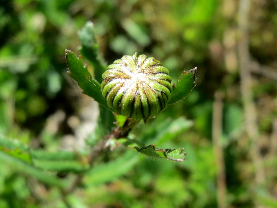 Blütenknospe der Wiesen-Margerite (Leucanthemum vulgare) in den Horststückern im Landschaftsschutzgebiet „Hockenheimer Rheinbogen“