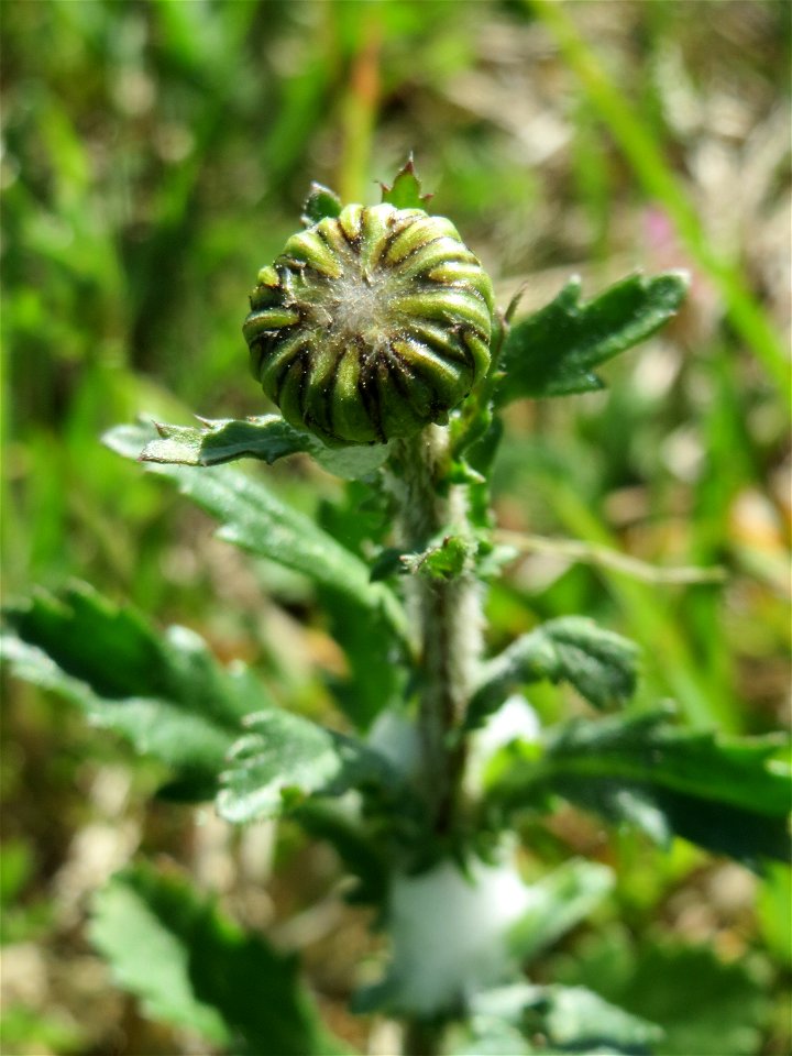 Blütenknospe der Wiesen-Margerite (Leucanthemum vulgare) in den Horststückern im Landschaftsschutzgebiet „Hockenheimer Rheinbogen“