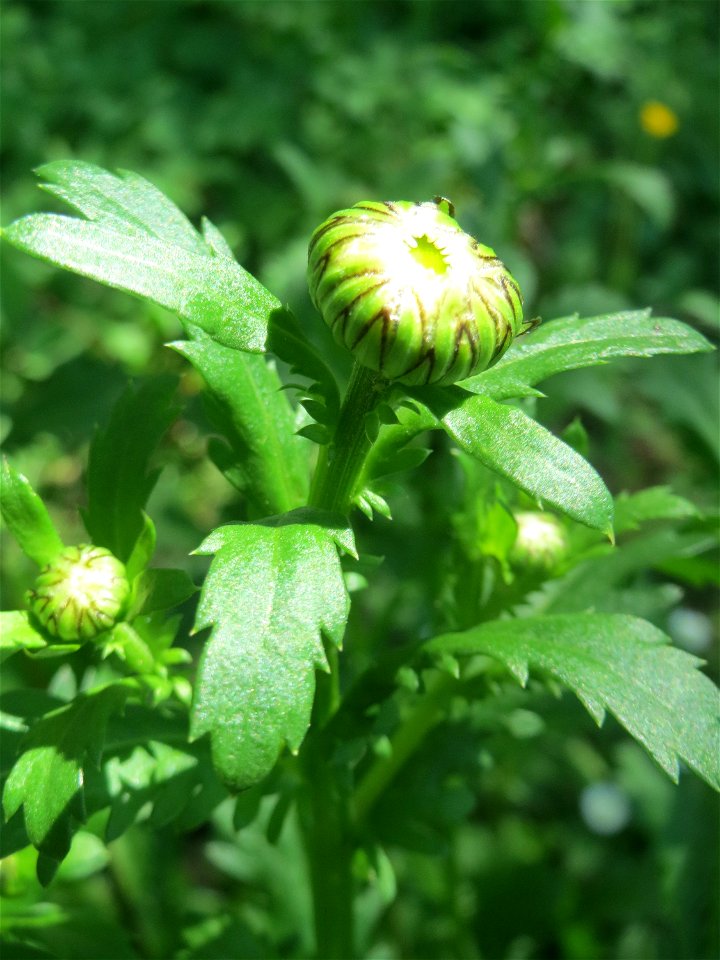 Wiesen-Margerite (Leucanthemum vulgare) an der Saar in Saarbrücken