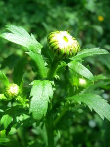 Wiesen-Margerite (Leucanthemum vulgare) an der Saar in Saarbrücken