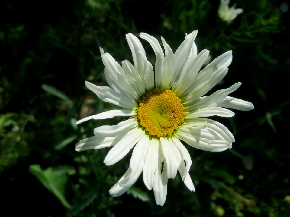 Wiesen-Margerite (Leucanthemum vulgare) an der Saar in Saarbrücken