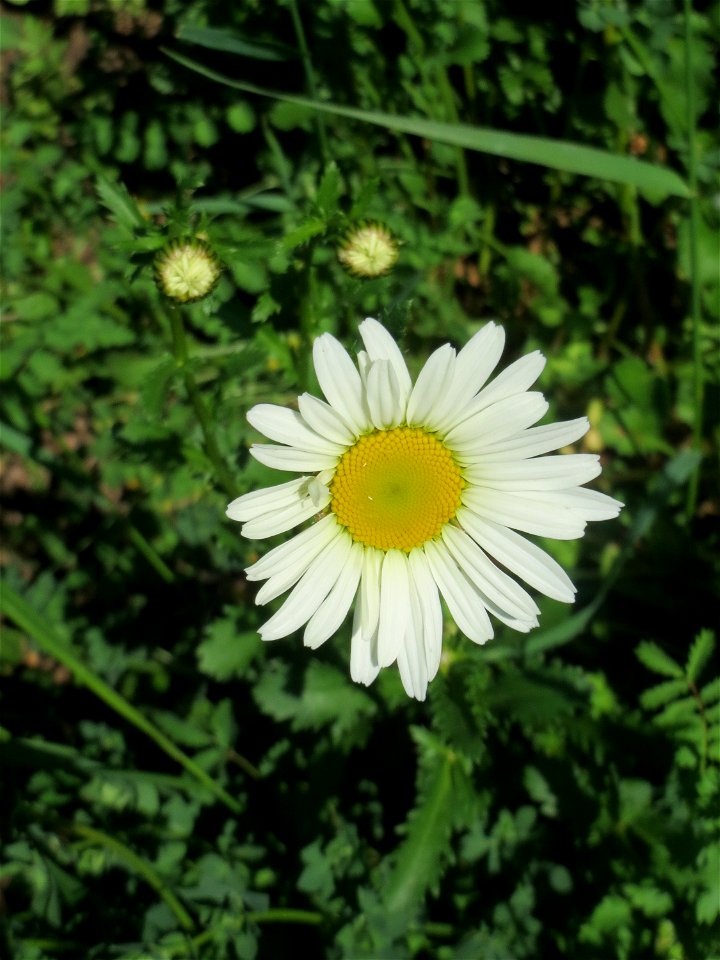 Wiesen-Margerite (Leucanthemum vulgare) an der Saar in Saarbrücken