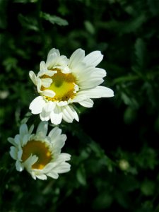 Wiesen-Margerite (Leucanthemum vulgare) an der Saar in Saarbrücken
