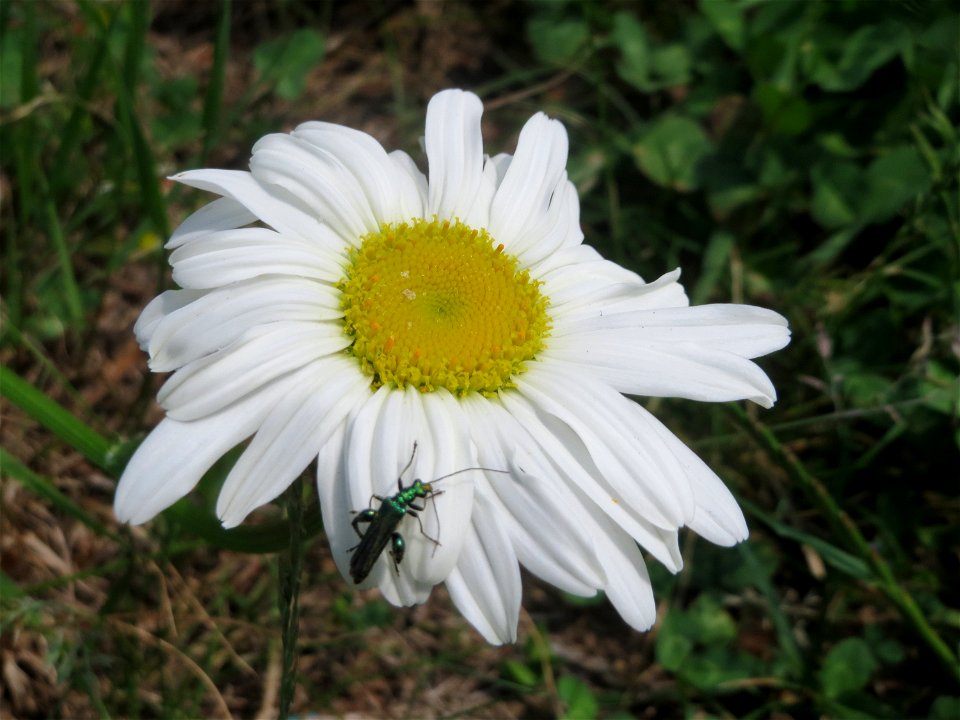 Wiesen-Margerite (Leucanthemum vulgare) in Saarbrücken