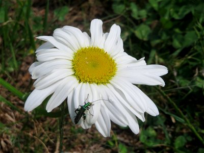 Wiesen-Margerite (Leucanthemum vulgare) in Saarbrücken photo