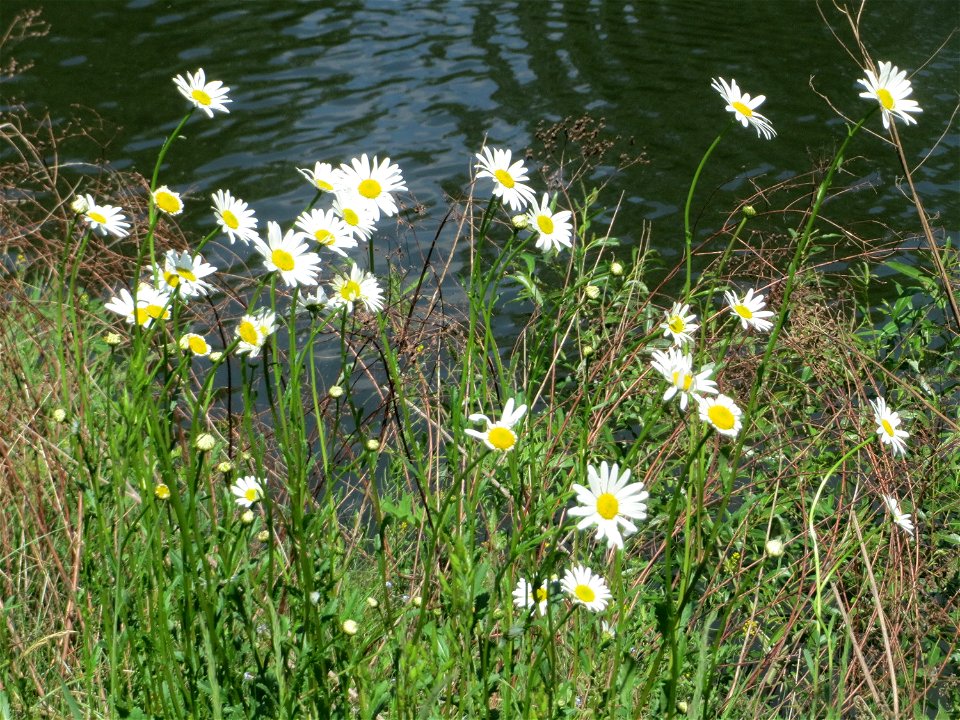 Wiesen-Margerite (Leucanthemum vulgare) an der Saar in Saarbrücken