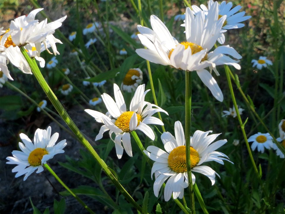 Wiesen-Margerite (Leucanthemum vulgare) auf einer Brachfläche am Messplatz in Hockenheim