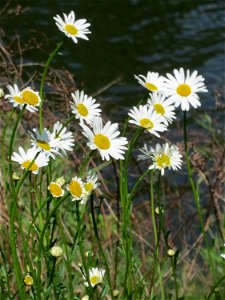 Wiesen-Margerite (Leucanthemum vulgare) an der Saar in Saarbrücken