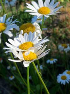 Wiesen-Margerite (Leucanthemum vulgare) auf einer Brachfläche am Messplatz in Hockenheim