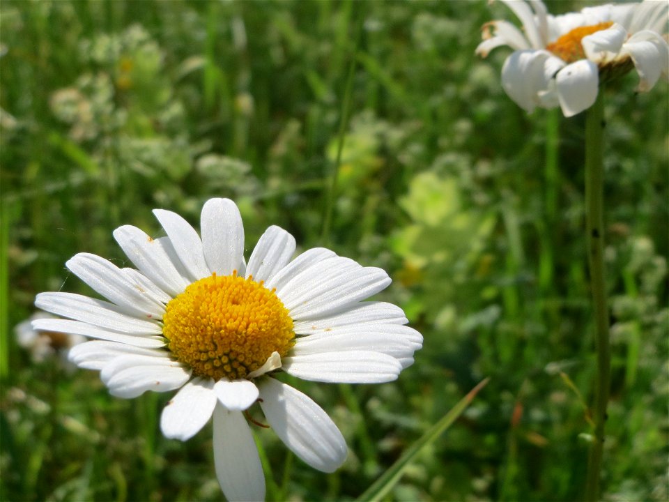 Wiesen-Margerite (Leucanthemum vulgare) beim Insultheimer Hof im Landschaftsschutzgebiet „Hockenheimer Rheinbogen“