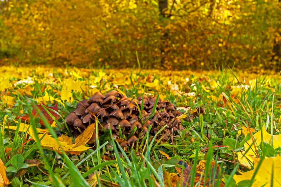 Mushrooms yellow fall foliage