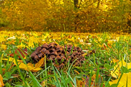 Mushrooms yellow fall foliage photo